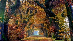 Yellow and Red Leaves on Trees and on Ground