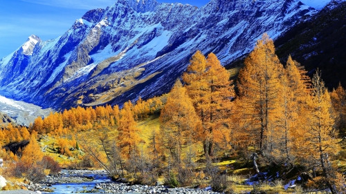 Yellow Autumn Forest and Snowy Mountains