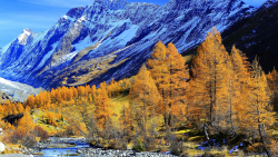 Yellow Autumn Forest and Snowy Mountains