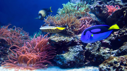 Yellow Blue Fishes near Coral Reefs