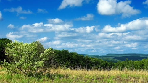 Yellow field and green forest