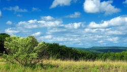 Yellow field and green forest