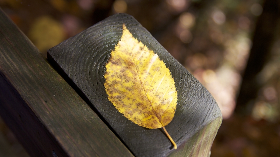 Yellow Leaf and Black Wood