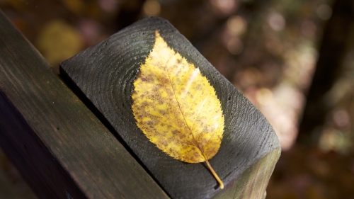Yellow Leaf and Black Wood