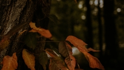 Yellow Leaves in Dark Forest