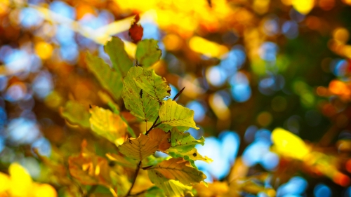 Yellow Leaves on Tree and Sunlight