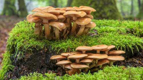 Yellow Medicinal Mushrooms on Green Grass