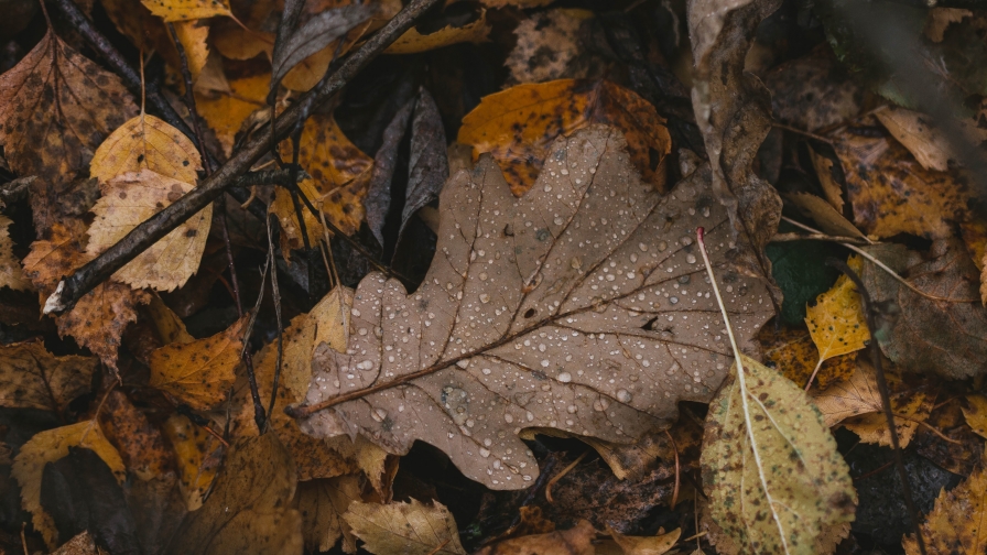 Yellow Oak Leaves on Ground