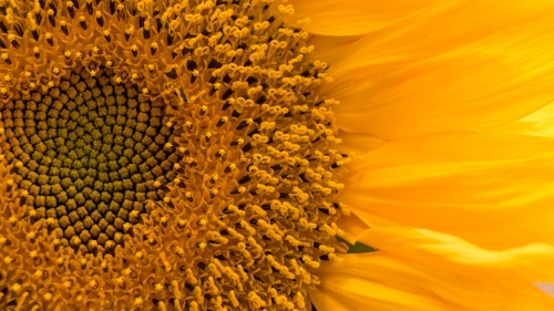 Yellow Petals of Sunflower