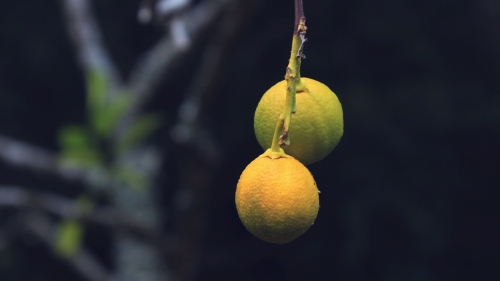 Yellow Round Fruit Close Up