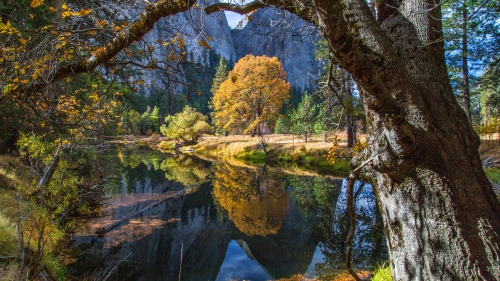 Yosemite Forest and Mountains